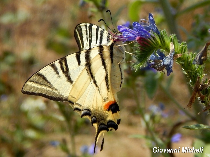 Iphiclides podalirius.....il pi bello!